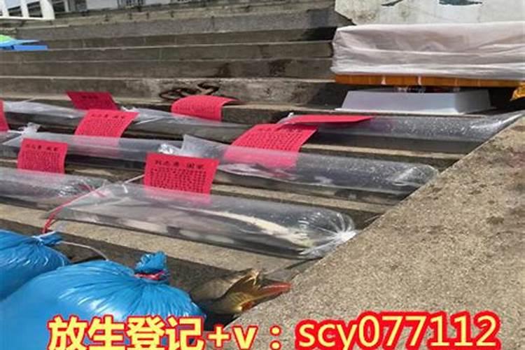 买三条鱼放生是什么意思？放生什么动物最有财运呢